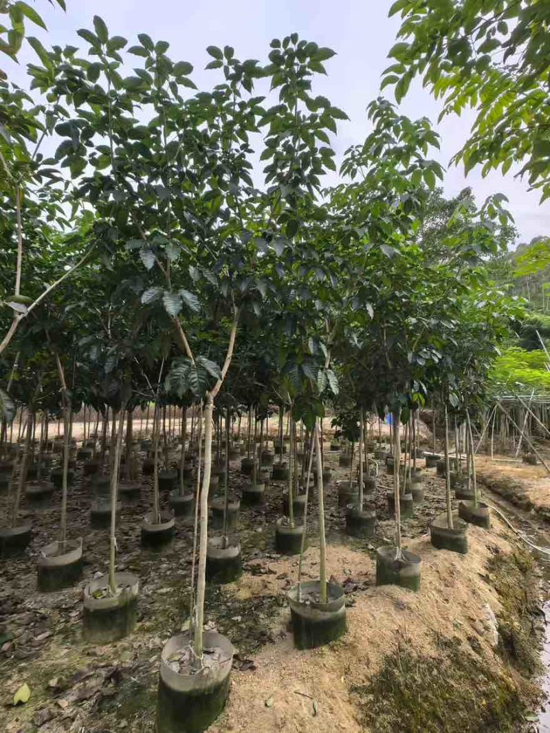 紫花风铃木嫁接全冠2-12分，大量低价出售