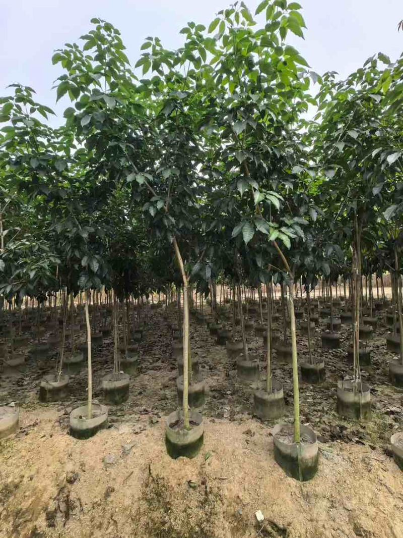 紫花风铃木嫁接全冠2-12分，大量低价出售