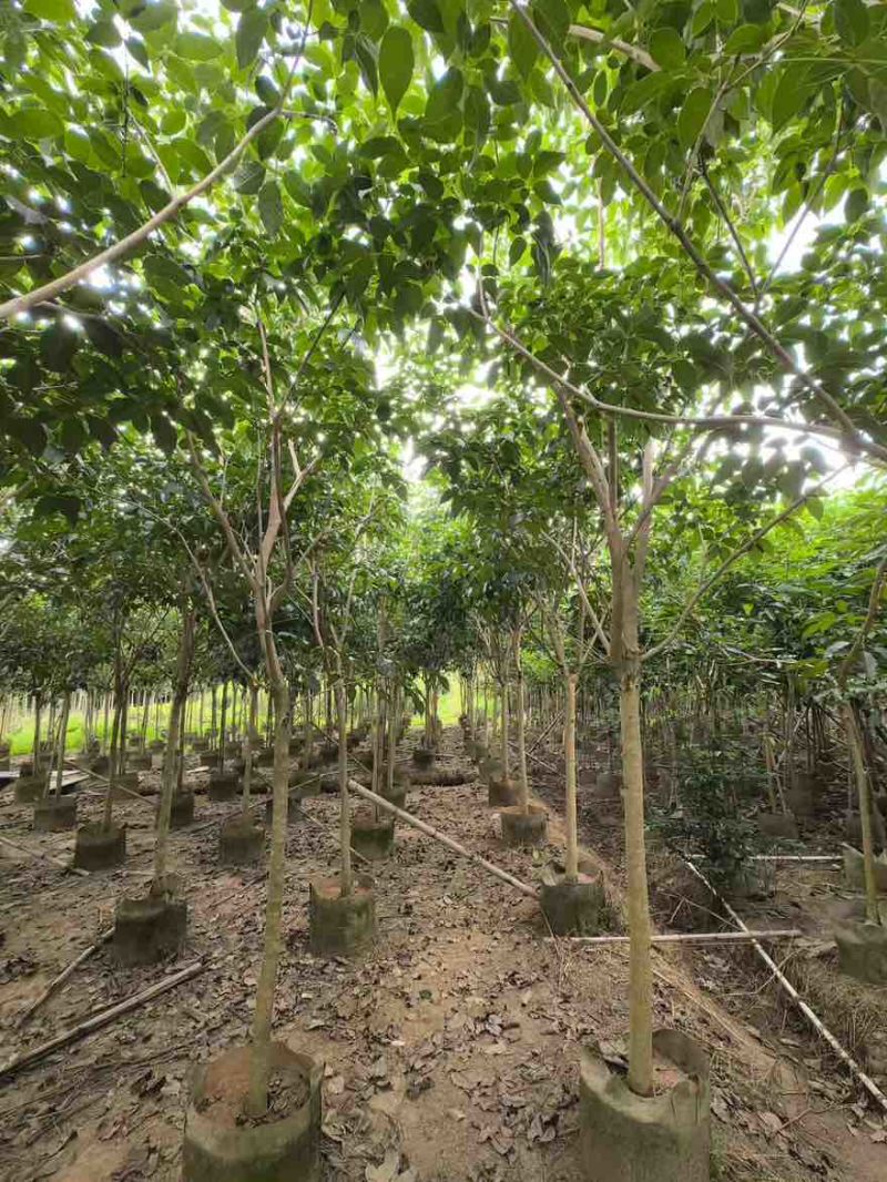 紫花风铃木嫁接全冠2-12分，大量低价出售