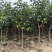 紫花风铃木嫁接全冠2-12分，大量低价出售