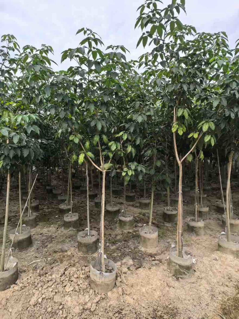 紫花风铃木嫁接全冠2-12分，大量低价出售