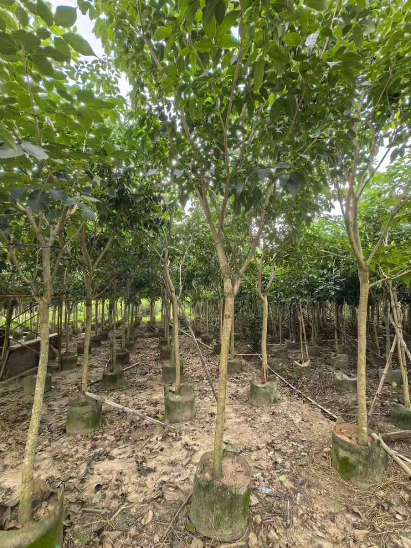 紫花风铃木嫁接全冠2-12分，大量低价出售