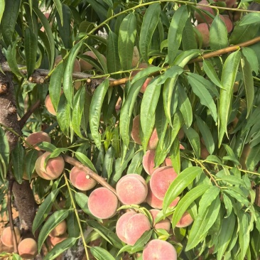 水果桃