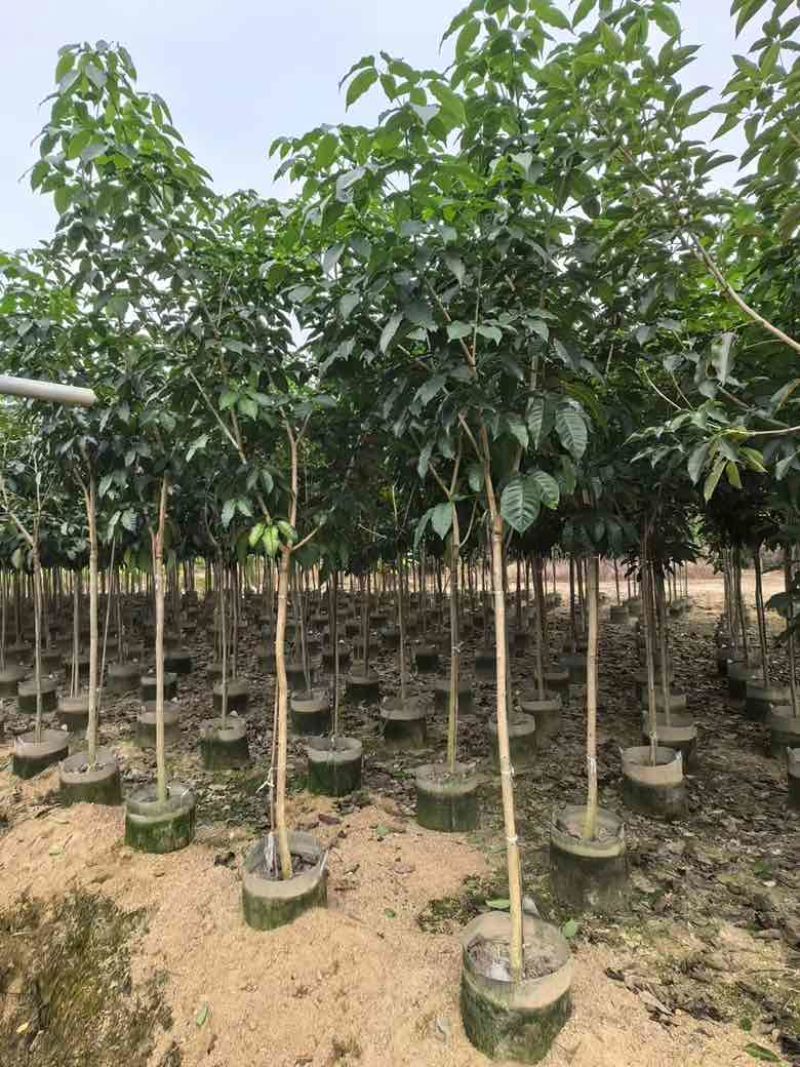 紫花风铃木全冠嫁接2-12分，各种规格，大量低价出售