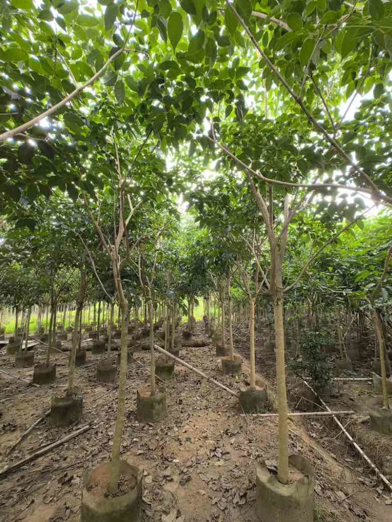 紫花风铃木全冠嫁接2-12分，各种规格，大量低价出售