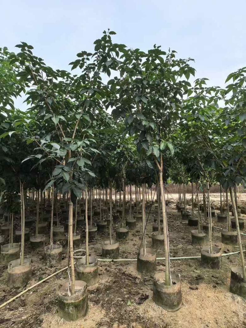 紫花风铃木全冠嫁接2-12分，各种规格，大量低价出售