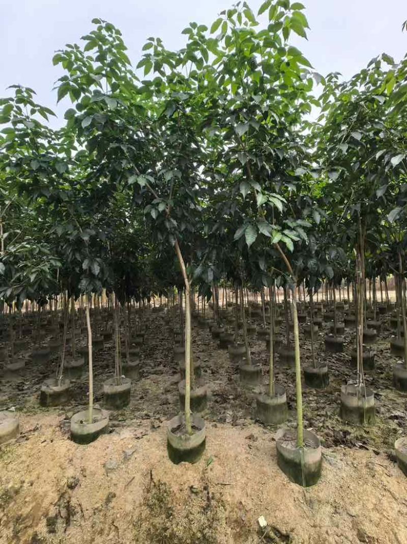 紫花风铃木全冠嫁接2-12分，各种规格，大量低价出售