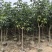紫花风铃木全冠嫁接2-12分，各种规格，大量低价出售