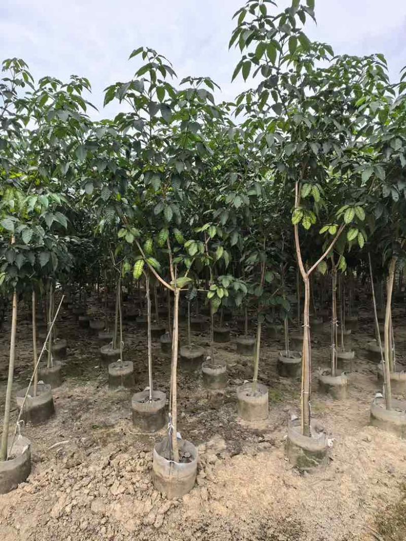 紫花风铃木全冠嫁接2-12分，各种规格，大量低价出售