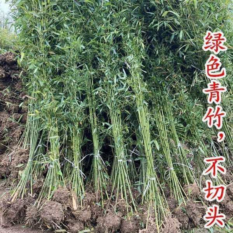 竹子苗庭院植物盆栽四季常青绿化黄金竹苗金镶玉罗汉竹毛竹苗紫竹