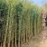 竹子苗庭院植物盆栽四季常青绿化黄金竹苗金镶玉罗汉竹毛竹苗紫竹