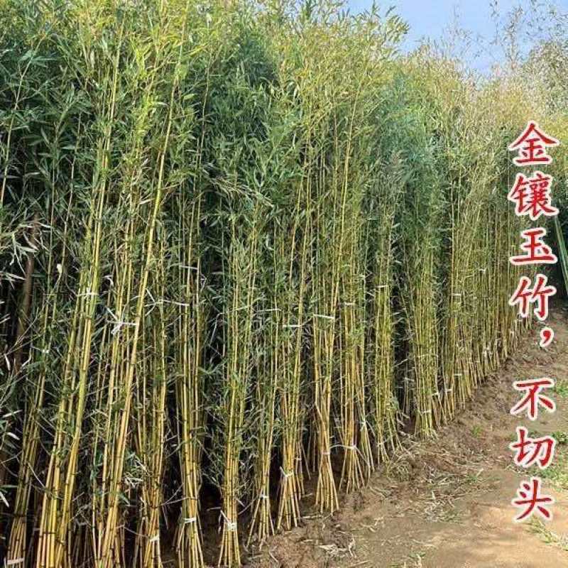 竹子苗庭院植物盆栽四季常青绿化黄金竹苗金镶玉罗汉竹毛竹苗紫竹