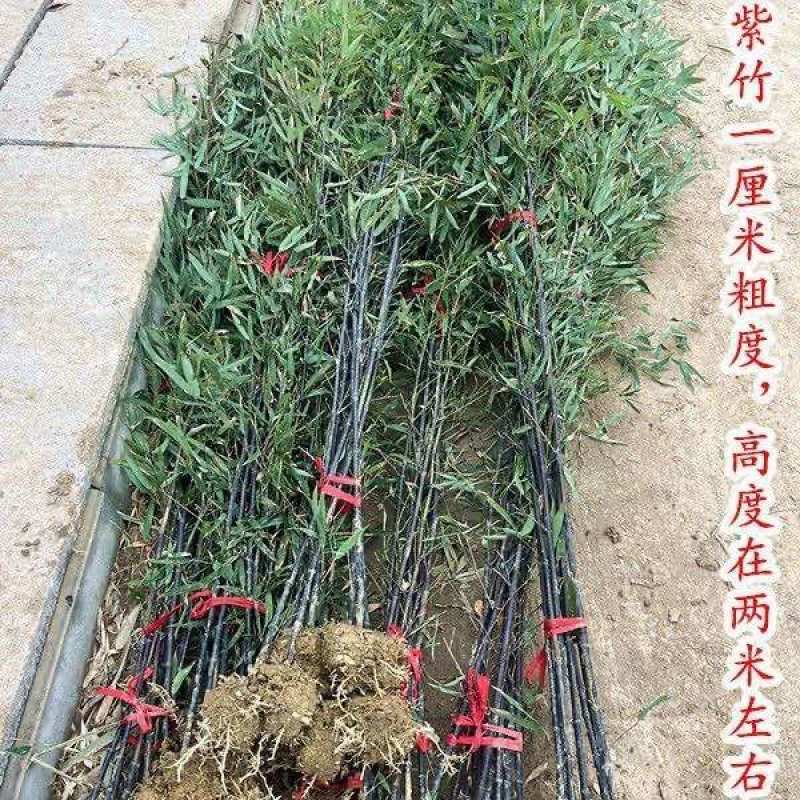 竹子苗庭院植物盆栽四季常青绿化黄金竹苗金镶玉罗汉竹毛竹苗紫竹