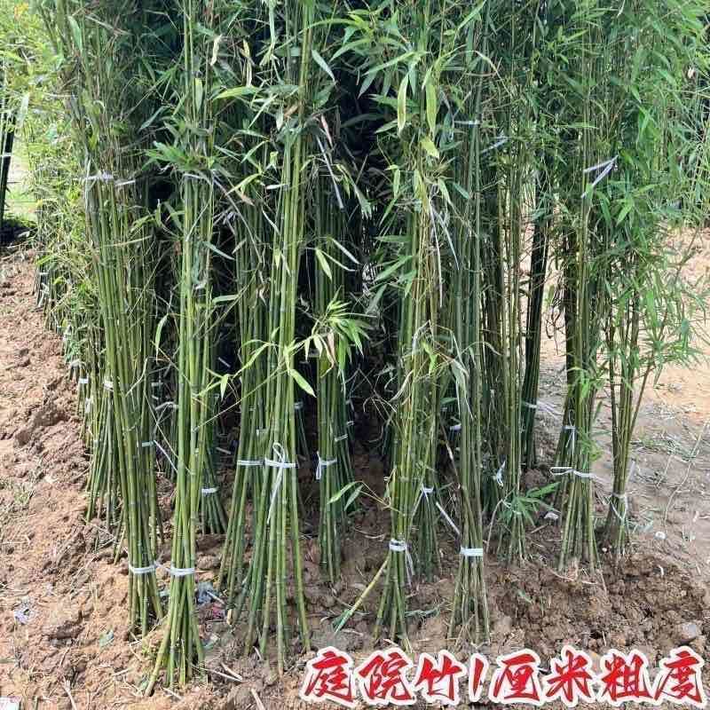 竹子苗庭院植物盆栽四季常青绿化黄金竹苗金镶玉罗汉竹毛竹苗紫竹