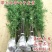 竹子苗庭院植物盆栽四季常青绿化黄金竹苗金镶玉罗汉竹毛竹苗紫竹