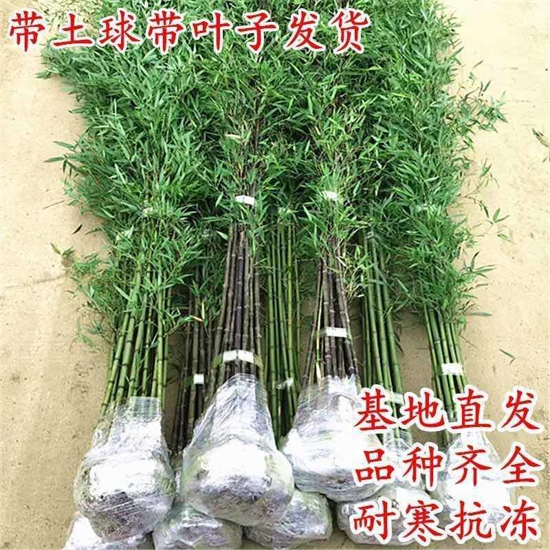 竹子苗庭院植物盆栽四季常青绿化黄金竹苗金镶玉罗汉竹毛竹苗紫竹