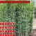 竹子苗庭院植物盆栽四季常青绿化黄金竹苗金镶玉罗汉竹毛竹苗紫竹