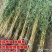 竹子苗庭院植物盆栽四季常青绿化黄金竹苗金镶玉罗汉竹毛竹苗紫竹
