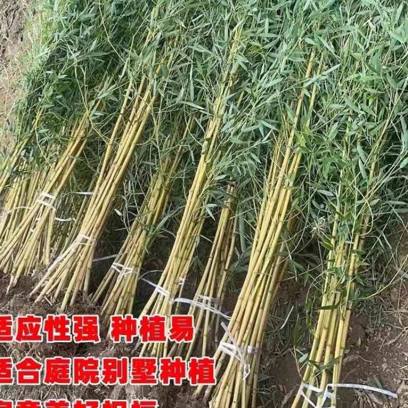 竹子苗庭院植物盆栽四季常青绿化黄金竹苗金镶玉罗汉竹毛竹苗紫竹