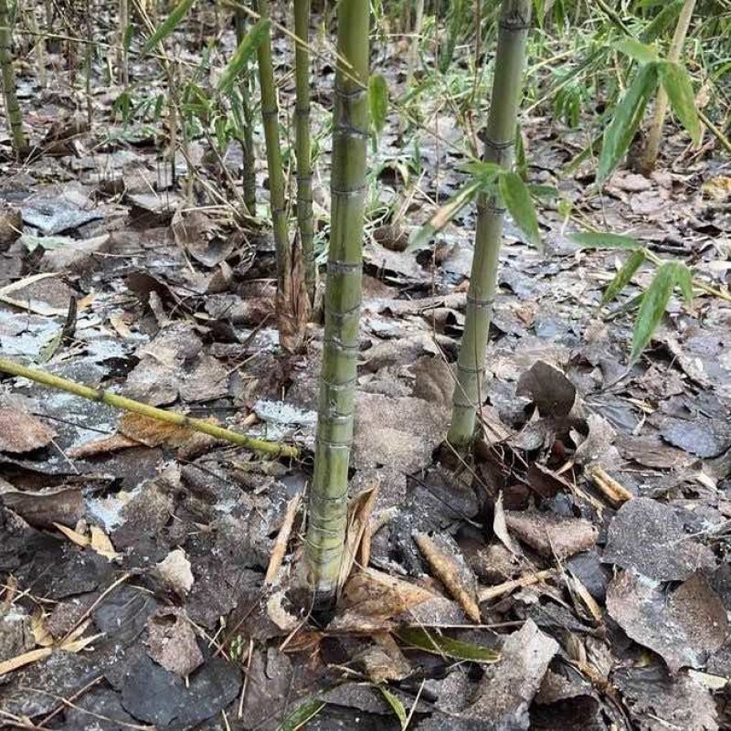 竹子苗庭院植物盆栽四季常青绿化黄金竹苗金镶玉罗汉竹毛竹苗紫竹