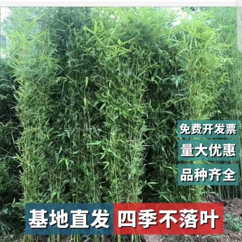 竹子苗庭院植物盆栽四季常青绿化黄金竹苗金镶玉罗汉竹毛竹苗紫竹