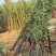 竹子苗庭院植物盆栽四季常青绿化黄金竹苗金镶玉罗汉竹毛竹苗紫竹