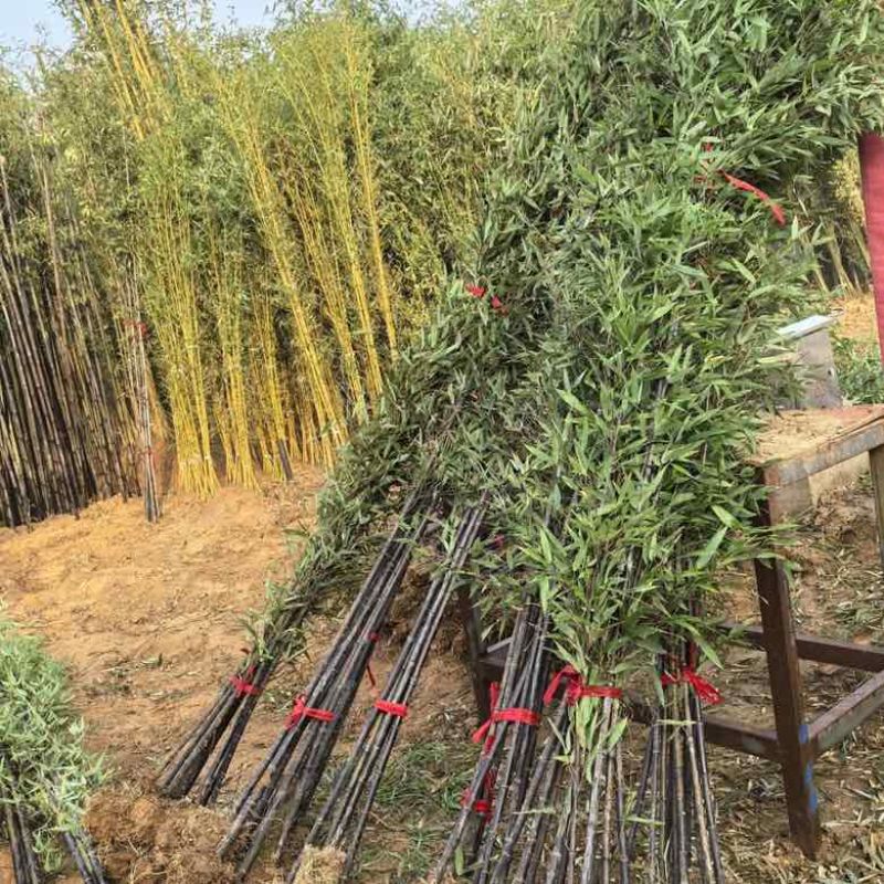 竹子苗庭院植物盆栽四季常青绿化黄金竹苗金镶玉罗汉竹毛竹苗紫竹