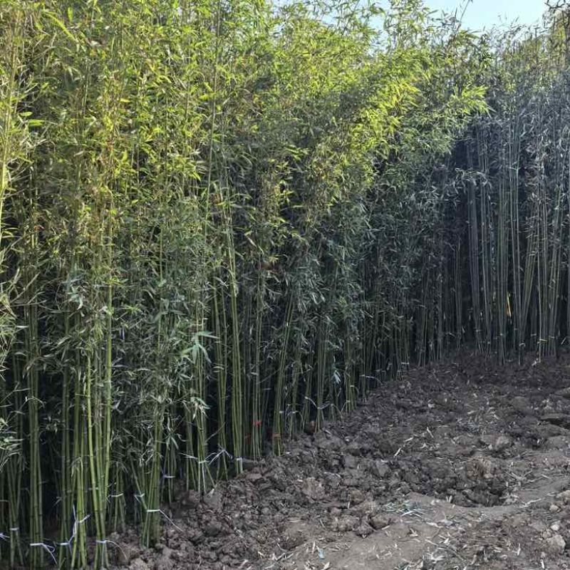 竹子苗庭院植物盆栽四季常青绿化黄金竹苗金镶玉罗汉竹毛竹苗紫竹