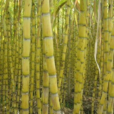 甘蔗大量上市