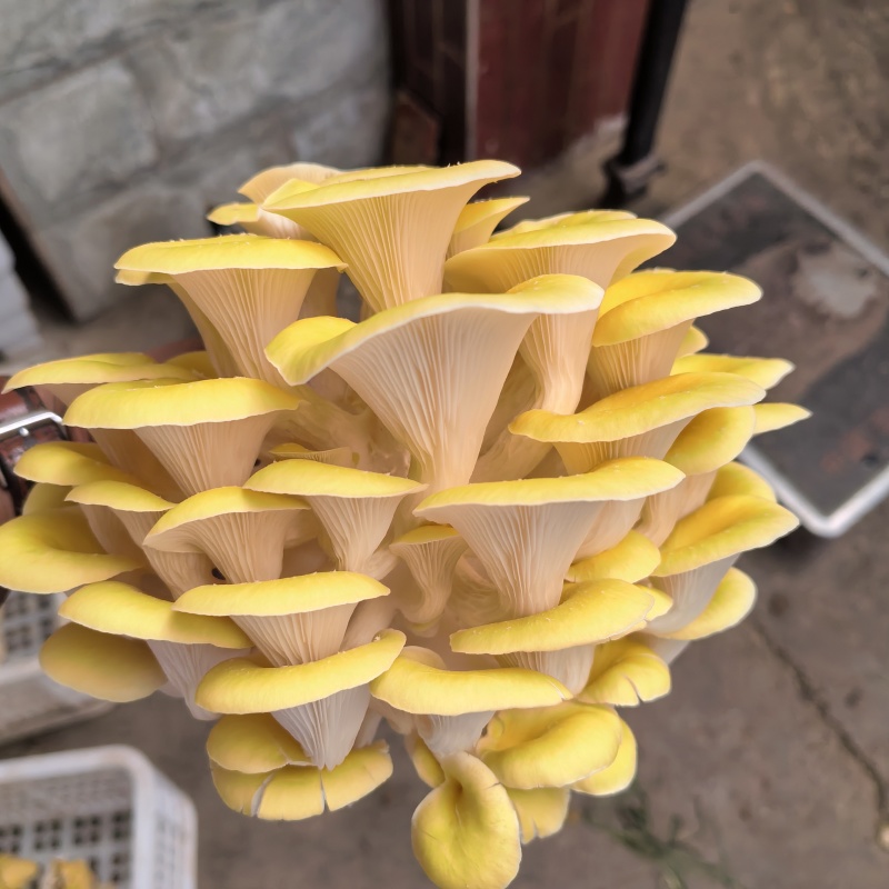 榆黄菇鲜货