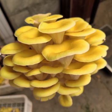榆黄菇鲜货