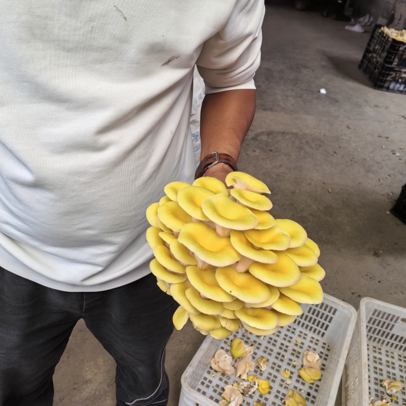 榆黄菇鲜货