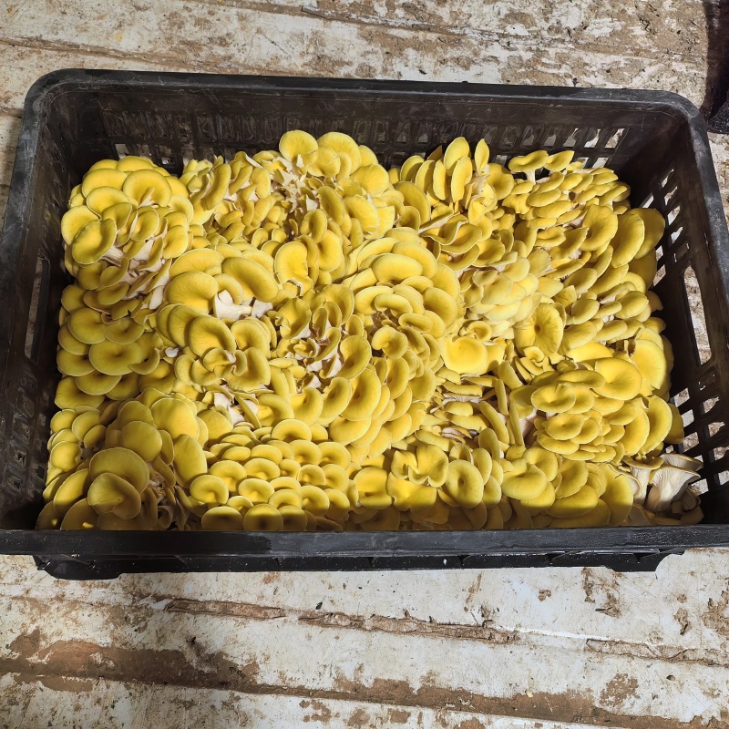 榆黄菇鲜货