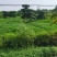 无花果（干）、桑葚干、对节白蜡风景树