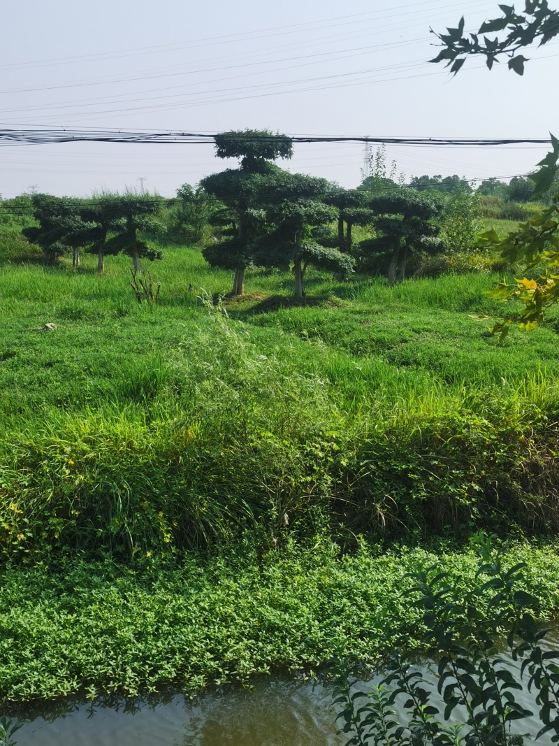无花果（干）、桑葚干、对节白蜡风景树