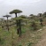 无花果（干）、桑葚干、对节白蜡风景树