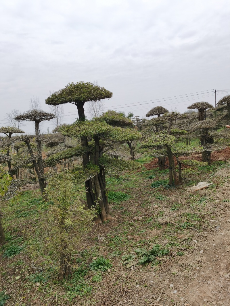 无花果（干）、桑葚干、对节白蜡风景树