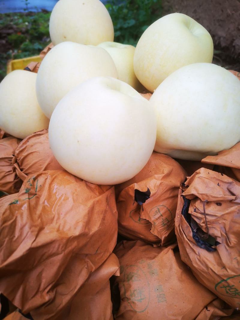 甘肃秦冠苹果白果