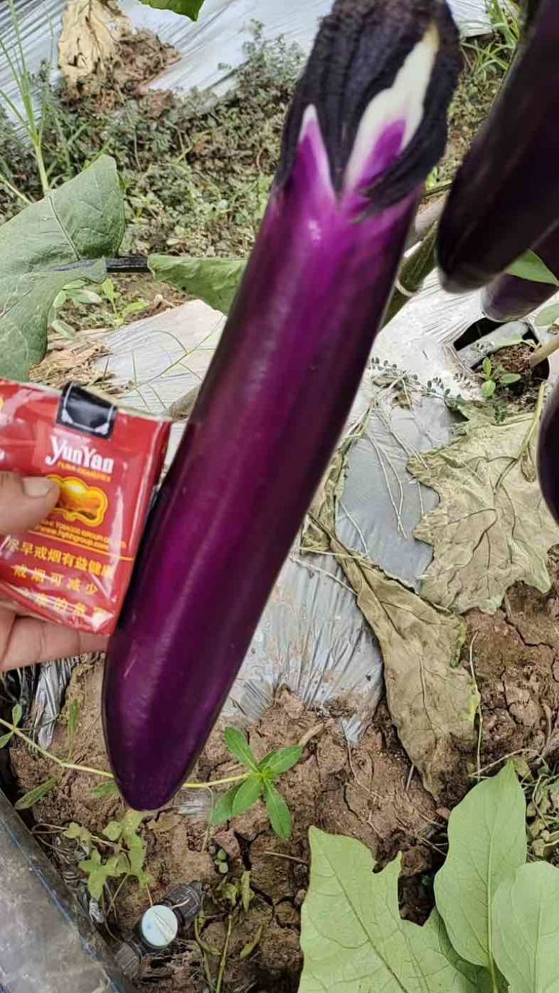 红茄烧烤茄
