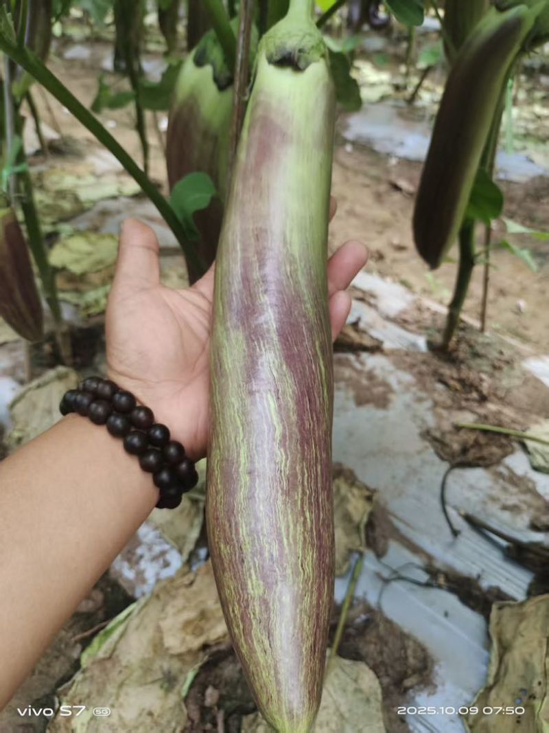 红茄烧烤茄