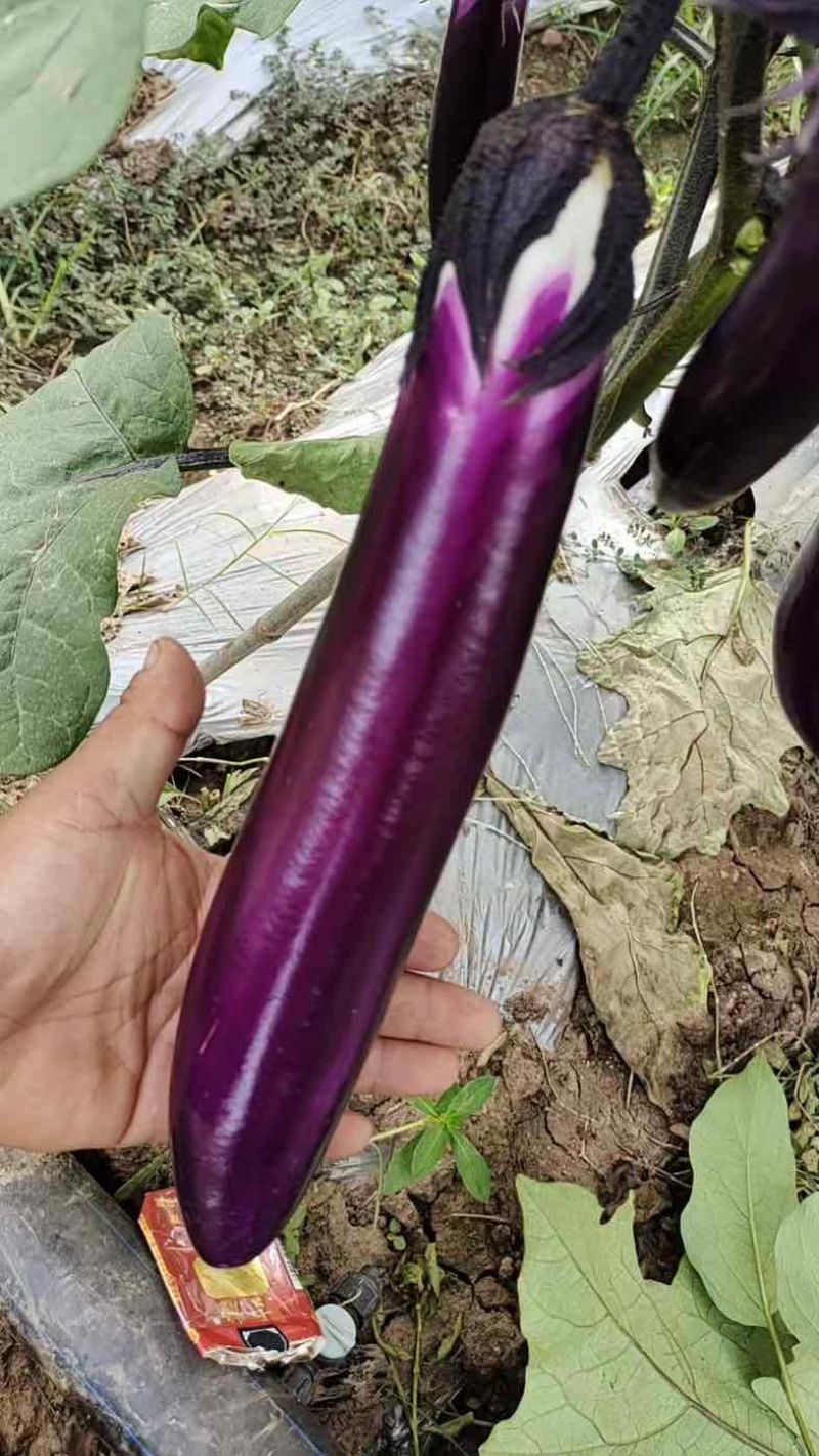 红茄烧烤茄