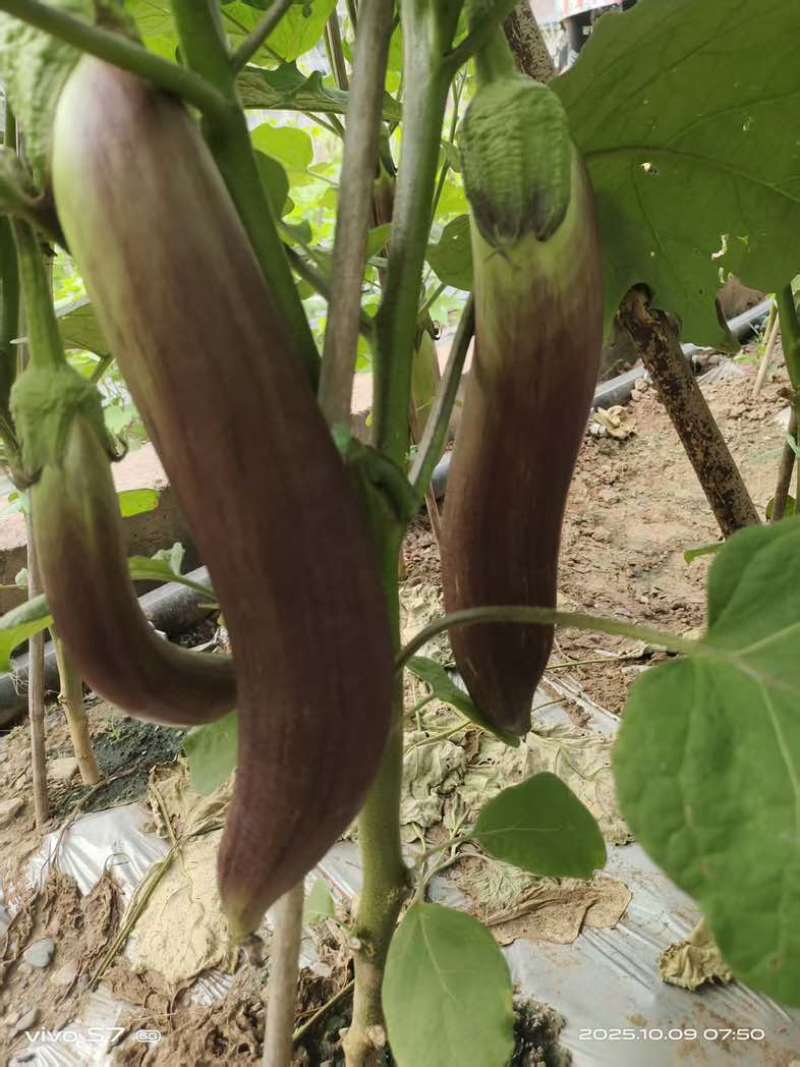 红茄烧烤茄
