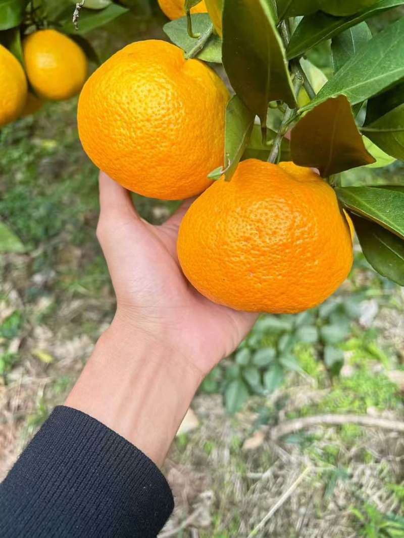 湖南，湖北蜜桔支持产地代发，货到付款