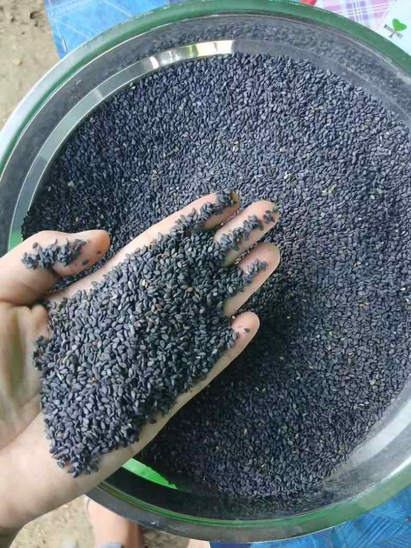 缅甸黑芝麻