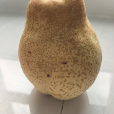 山农酥梨