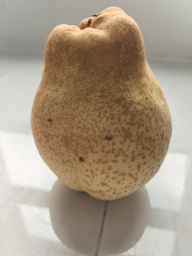山农酥梨