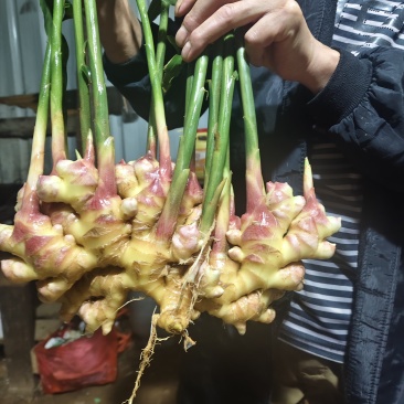 云南文山生姜大量发货欢迎来电