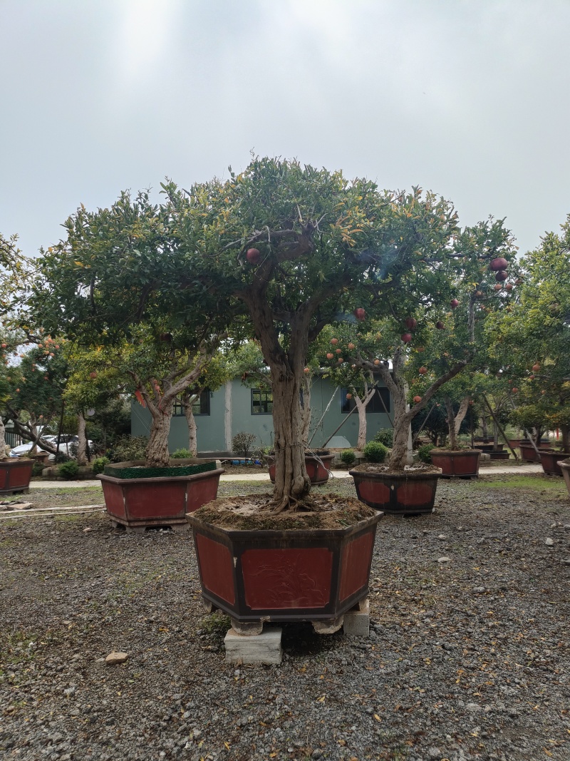 精品石榴树盆景，规格齐全，价格不等，大型种植基地直销