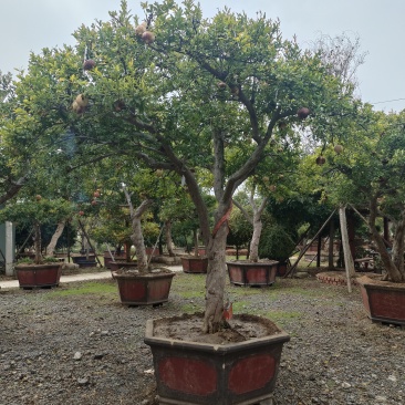 精品石榴树盆景，规格齐全，价格不等，大型种植基地直销