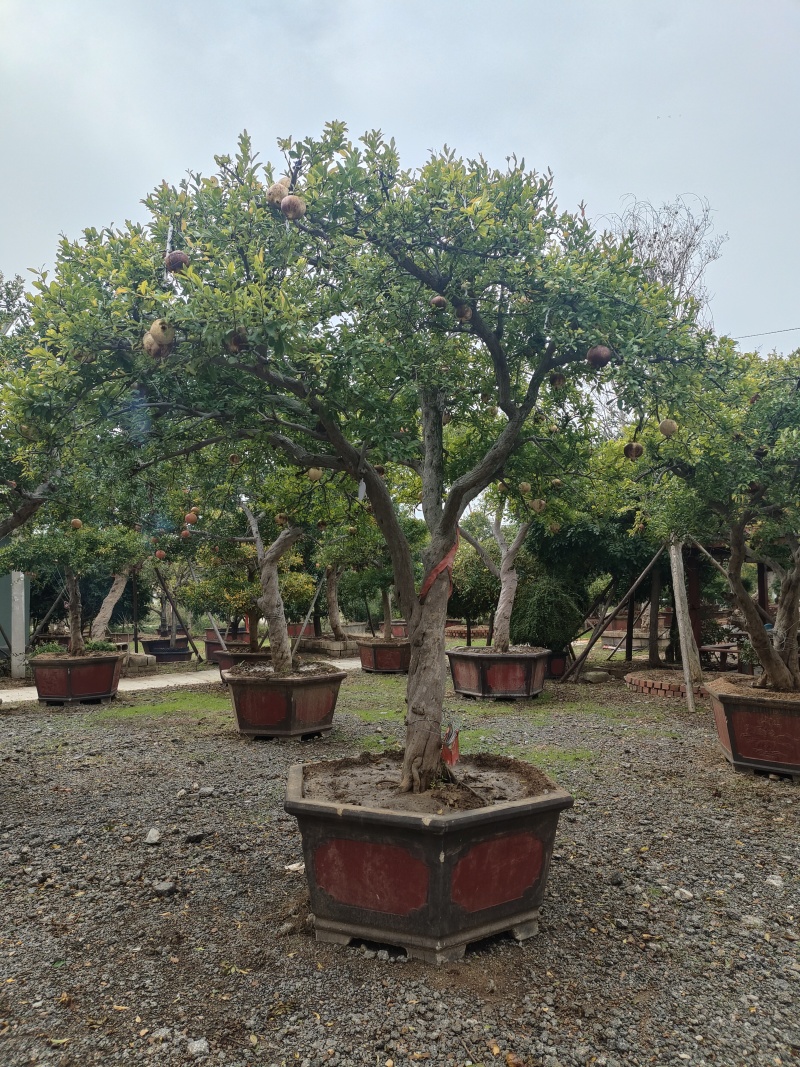 精品石榴树盆景，规格齐全，价格不等，大型种植基地直销
